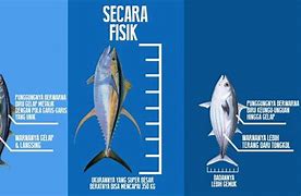 Ikan Tuna Sama Tongkol Apakah Sama